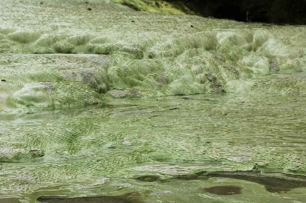 69 - Nueva Zelanda - Rotorua, Wai-o-tapu, la terraza amarilla palida